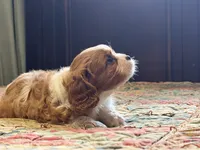 Simon, a male Cavalier King Charles Spaniel for sale in Hardy, AR – Photo 3 of 5