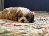 Simon, a male Cavalier King Charles Spaniel for sale in Hardy, AR – Photo 4 of 5