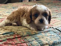 Simon, a male Cavalier King Charles Spaniel for sale in Hardy, AR – Photo 2 of 5