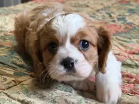 Simon, a male Cavalier King Charles Spaniel for sale in Hardy, AR – Photo 1 of 5