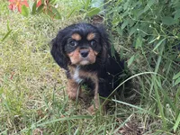 James, a male Cavalier King Charles Spaniel for sale in Hardy, AR – 4 of 5