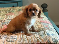 Boston, a male Cavalier King Charles Spaniel for sale in Hardy, AR – 2 of 5
