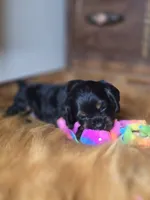 Midnight , a male Cocker Spaniel for sale in Hardy, AR – 2 of 10