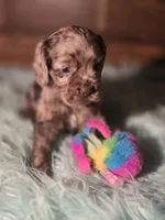 Willow, a female Cocker Spaniel for sale in Hardy, AR – 10 of 10