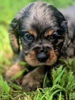 Sissy, a female Cocker Spaniel for sale in Hardy, AR – 3 of 10