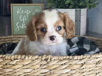 Annie, a female Cavalier King Charles Spaniel for sale in Hardy, AR – 5 of 5