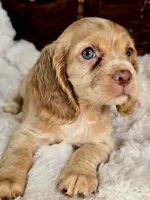 Buttercup , a female Cocker Spaniel for sale in Hardy, AR – 8 of 9