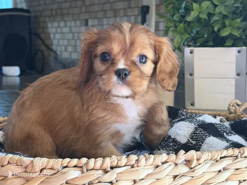 Harry – Cavalier King Charles Spaniel puppy for sale in Hardy, AR
