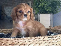 Maddie , a female Cavalier King Charles Spaniel for sale in Hardy, AR – 5 of 8
