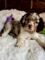 Sassy, a female Cocker Spaniel for sale in Hardy, AR – 7 of 9