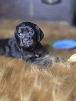 Akria, a female Cocker Spaniel for sale in Hardy, AR – 8 of 10