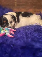 Panda, a male Cockapoo for sale in Hardy, AR – Photo 4 of 8