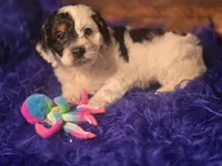 Panda, a male Cockapoo for sale in Hardy, AR – Photo 7 of 8