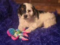 Panda, a male Cockapoo for sale in Hardy, AR – Photo 5 of 8