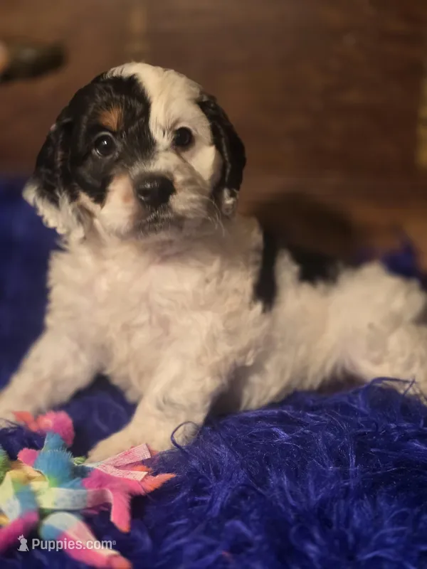 Panda – Cockapoo puppy for sale in Hardy, AR
