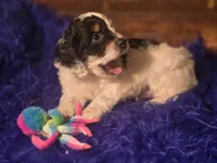 Panda, a male Cockapoo for sale in Hardy, AR – Photo 3 of 8