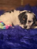 Panda, a male Cockapoo for sale in Hardy, AR – Photo 8 of 8