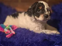 Panda, a male Cockapoo for sale in Hardy, AR – Photo 6 of 8