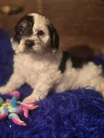 Panda, a male Cockapoo for sale in Hardy, AR – Photo 2 of 8