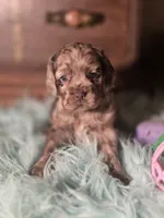 Willow, a female Cocker Spaniel for sale in Hardy, AR – 9 of 10