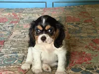 Shiloh, a male Cavalier King Charles Spaniel for sale in Hardy, AR – 5 of 5
