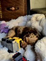 Patch, a male Cocker Spaniel for sale in Hardy, AR – 2 of 9