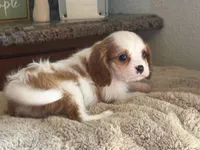 Lucy, a female Cavalier King Charles Spaniel for sale in Hardy, AR – 5 of 6