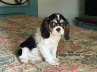 Shiloh, a male Cavalier King Charles Spaniel for sale in Hardy, AR – 3 of 5