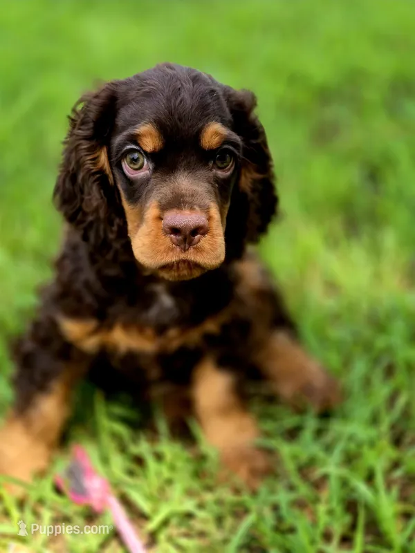 Adam – Cocker Spaniel puppy for sale in Hardy, AR