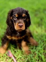 Adam, a male Cocker Spaniel for sale in Hardy, AR – 1 of 10