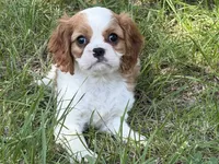 Ellie Mae, a female Cavalier King Charles Spaniel for sale in Hardy, AR – 4 of 6