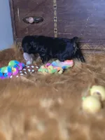 Midnight , a male Cocker Spaniel for sale in Hardy, AR – 9 of 10