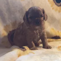 Teddy, a male Cavalier King Charles Spaniel for sale in Hardy, AR – Photo 3 of 5