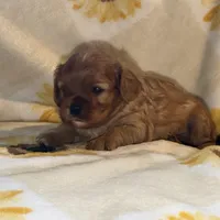 Teddy, a male Cavalier King Charles Spaniel for sale in Hardy, AR – Photo 2 of 5