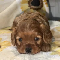 Teddy, a male Cavalier King Charles Spaniel for sale in Hardy, AR – Photo 4 of 5