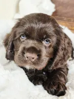Hershey , a male Cocker Spaniel for sale in Hardy, AR – 6 of 9