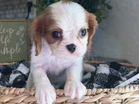 Emma, a female Cavalier King Charles Spaniel for sale in Hardy, AR – 5 of 5