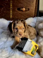 Patch, a male Cocker Spaniel for sale in Hardy, AR – 3 of 9