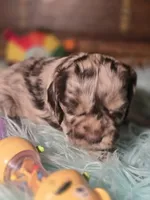 Mason, a male Cocker Spaniel for sale in Hardy, AR – 8 of 10
