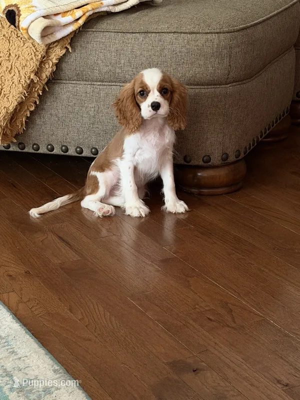 Parker – Cavalier King Charles Spaniel puppy for sale in Hardy, AR