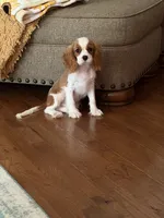 Simmon, a male Cavalier King Charles Spaniel for sale in Hardy, AR – 1 of 6