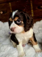 Rocket, a male Cocker Spaniel for sale in Hardy, AR – 9 of 9