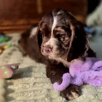 Dynamic, a male Cocker Spaniel for sale in Hardy, AR – Photo 8 of 10