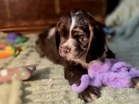 processed/90cf4e8e-6c9a-416f-af77-f1ec7d19d841/listing/ffe0121f-573b-4c9c-97b8-2c4d27ada4dd/3e60d60e-d7cc-458b-9140-8edfd362bd30