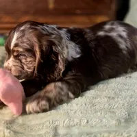 Dynamic, a male Cocker Spaniel for sale in Hardy, AR – Photo 7 of 10