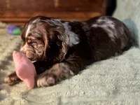 processed/90cf4e8e-6c9a-416f-af77-f1ec7d19d841/listing/ffe0121f-573b-4c9c-97b8-2c4d27ada4dd/54aba6a9-8a19-4235-bbac-edae94cb7d62