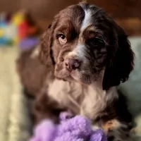 Dynamic, a male Cocker Spaniel for sale in Hardy, AR – Photo 2 of 10