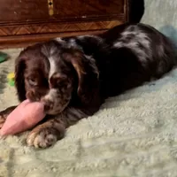 Dynamic, a male Cocker Spaniel for sale in Hardy, AR – Photo 4 of 10