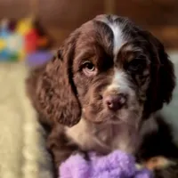 Dynamic, a male Cocker Spaniel for sale in Hardy, AR – Photo 3 of 10