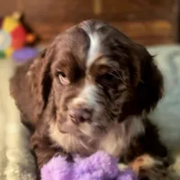 Dynamic, a male Cocker Spaniel for sale in Hardy, AR – Photo 10 of 10